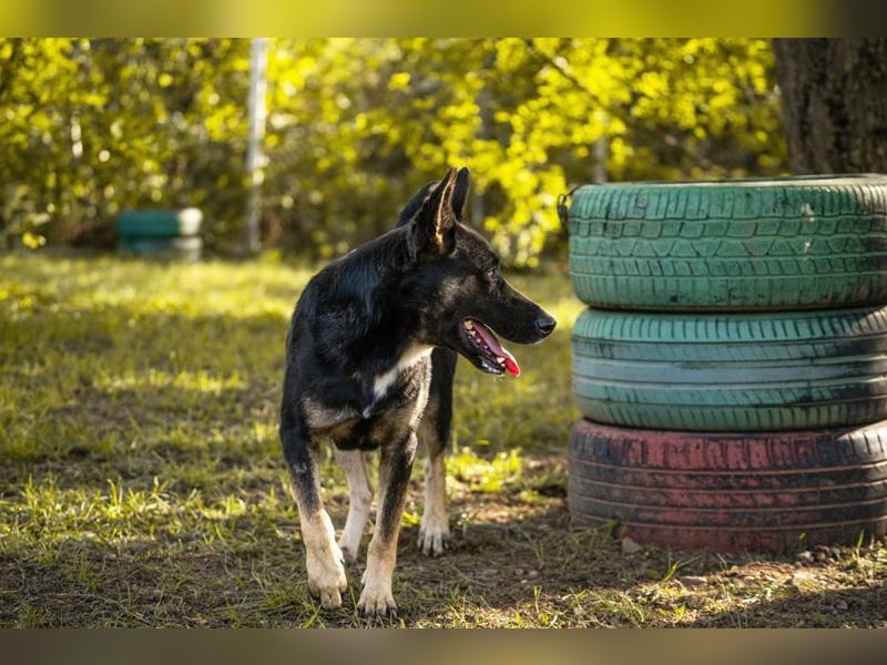 DUSTER - der menschenbezogene und höfliche Rüde ist zurückhaltend und lernt schnell