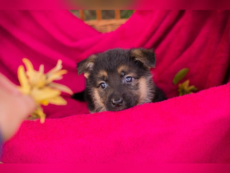 Welpe PEPPER - ich freue mich auf tolle Abenteuer mit meiner Familie!