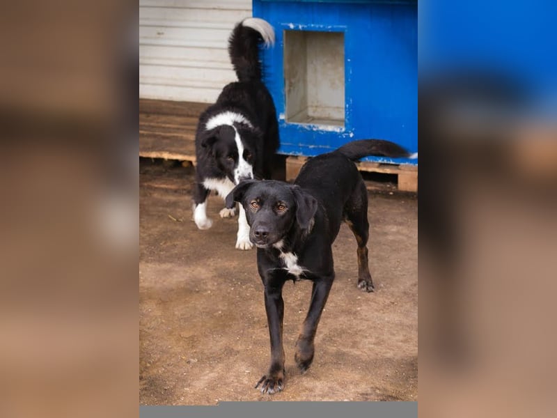 GWEN - die liebe, noch etwas schüchterne Hündin, möchte gerne Zweithund sein