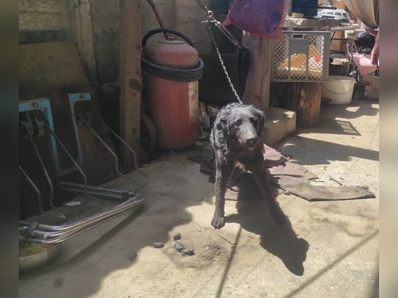 KESHA - die hübsche Maus träumt von einem glücklichen Hundeleben bei ihrer Familie