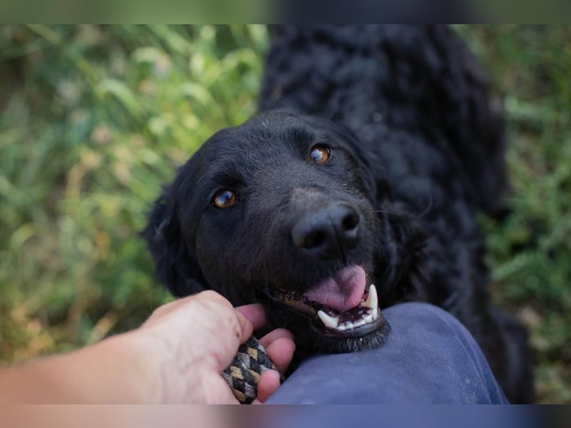 KESHA - die hübsche Maus träumt von einem glücklichen Hundeleben bei ihrer Familie