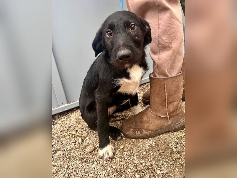 Welpe PAULI - der verspielte und aktive Welpe freut sich auf Menschen, die ihm die Welt zeigen!