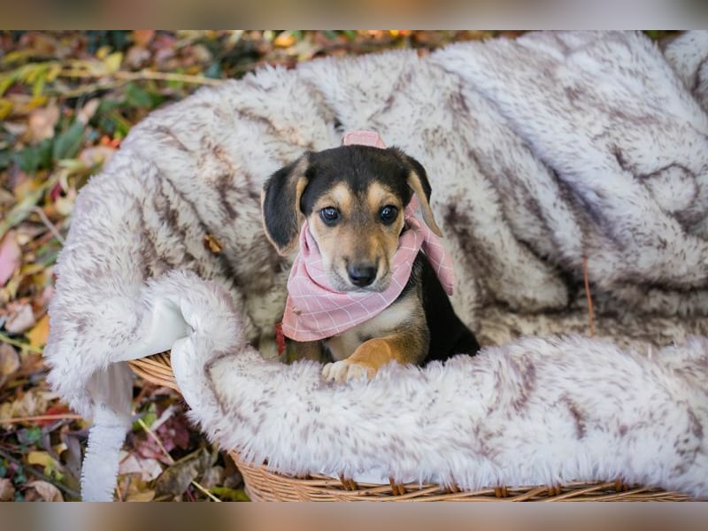Welpe FUNNY - kraulen, lernen, spielen - wer schenkt mir ein tolles Zuhause?