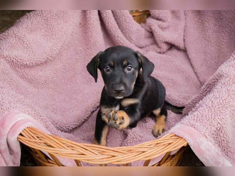 Welpe LUCY - wenn ich groß bin möchte ich eine richtige Familienhündin sein!