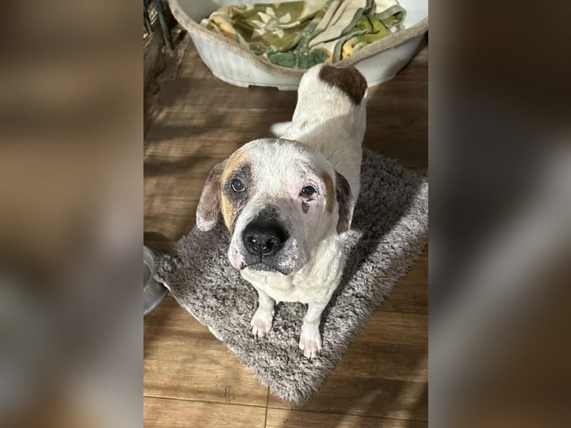 GUSTAV - der liebe Rüde sucht ein ruhigeres Zuhause bei einfühlsamen Menschen