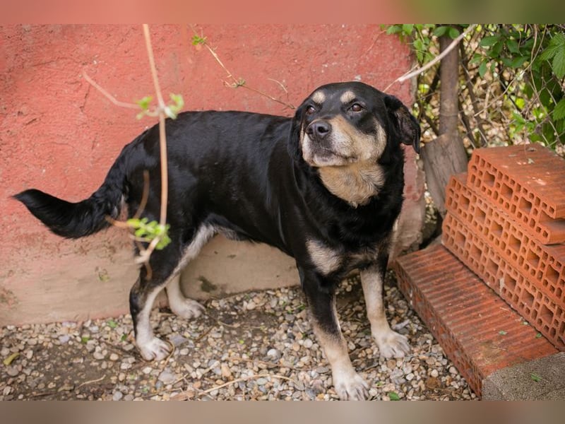 JAX - wer zeigt dem gemütlichen, zugänglichen und braven Rüden, wie schön das Leben sein kann?