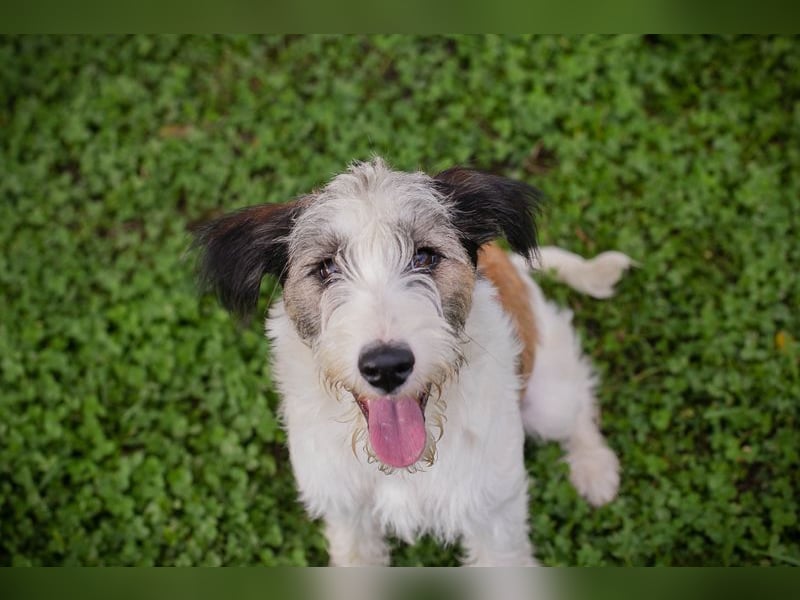 Welpe LENNY - dieses goldige Kerlchen sucht ein kuscheliges Plätzchen