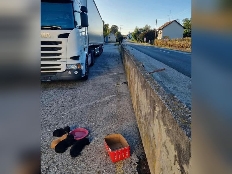 Welpe  Chip-Nr. 257133 - das goldige Kerlchen sucht ein liebes Für-Immer Zuhause!