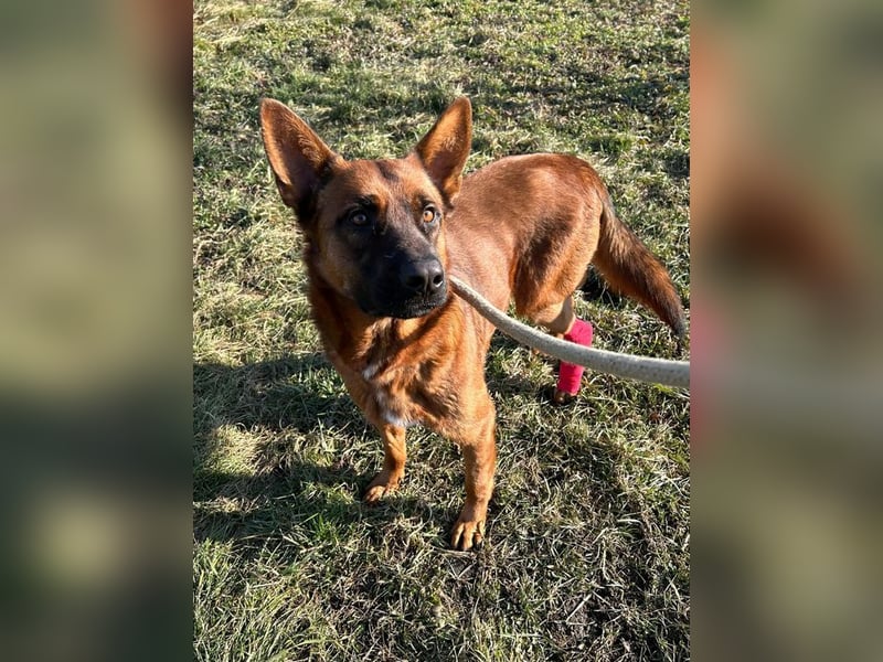 JONES - der hübsche Rüde sucht ein tolles Für-Immer Zuhause