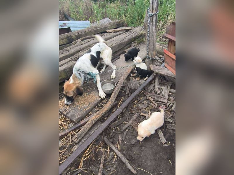 Welpe Chip-Nr. 274368 - Hallo du, schenkst du mir ein Zuhause?