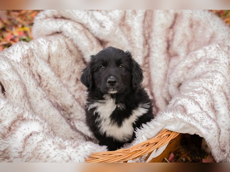 Welpe Chip-Nr. 255510 - der kleine Mann freut sich darauf, mit seinen Menschen die Welt zu entdecken