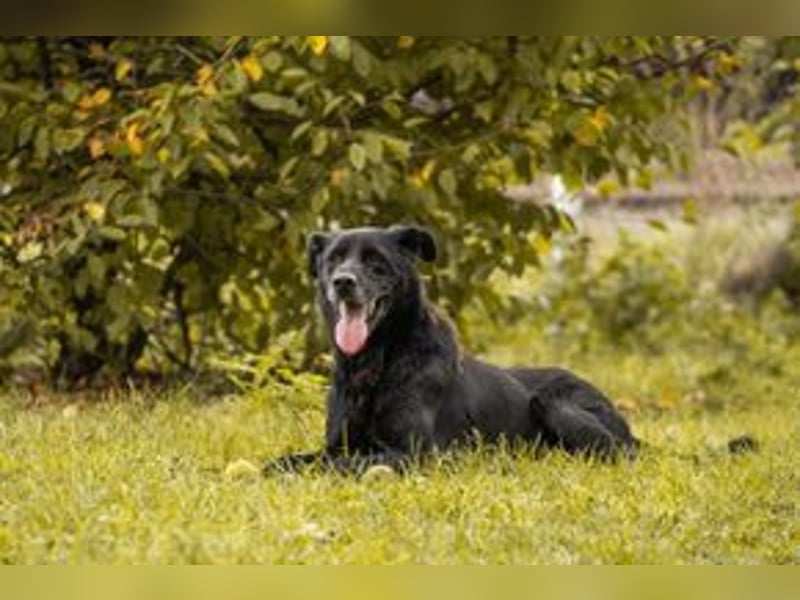 HANS - auf der Suche nach einer tollen Familie - der freundliche Rüde Hans!