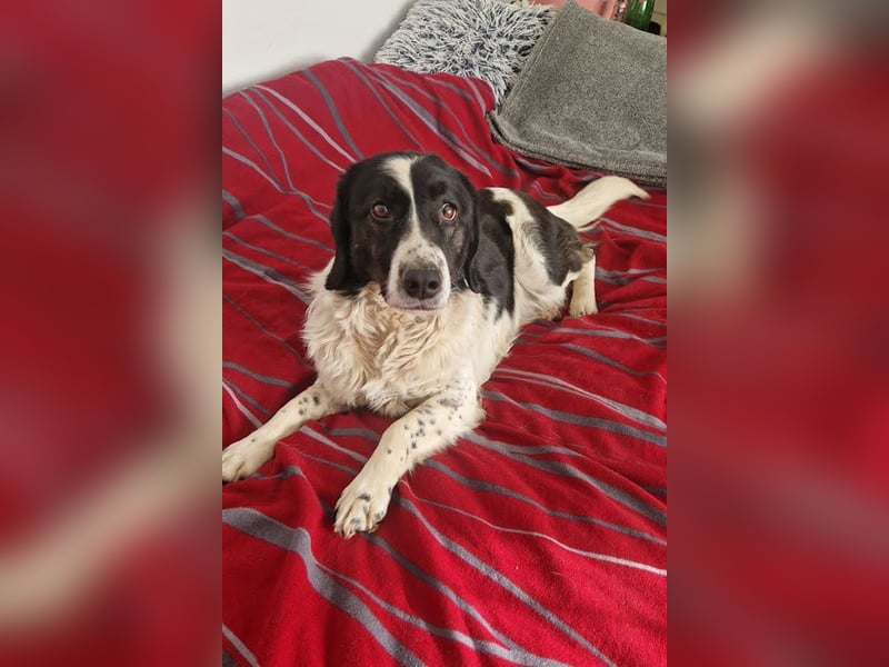 DONA - die brave und verspielte Hündin freut sich auf tolle Abenteuer mit ihrer Familie