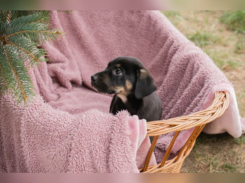 Welpe LUCY - wenn ich groß bin möchte ich eine richtige Familienhündin sein!