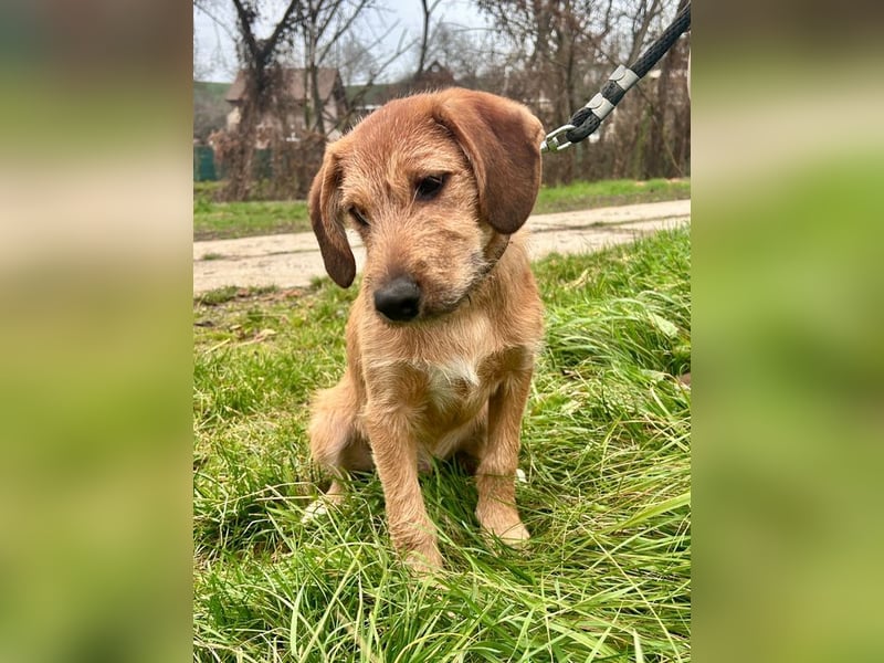 Welpe PANCHO - ich freue mich darauf, mit meinen Menschen die Welt zu entdecken!