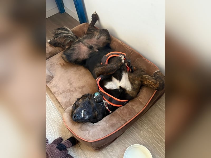 AKKI - das liebe, stürmische Kuschelmonster sucht eine unternehmungslustige, konsequente Familie