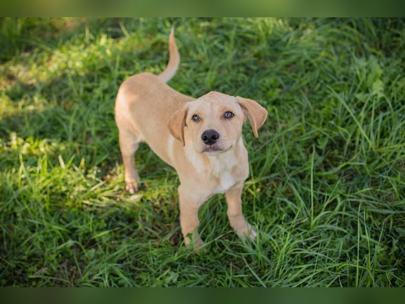 Welpe MILOW - welche liebe Familie schenkt mir ihr Herz?