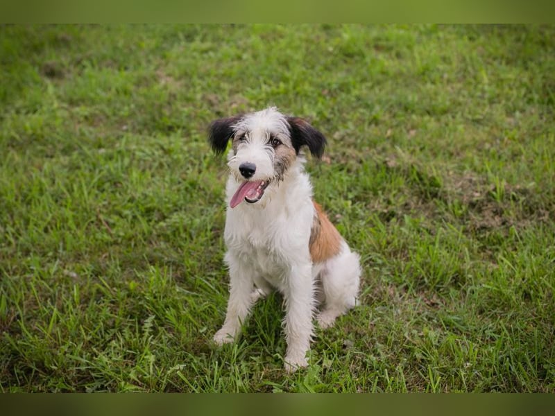 Welpe LENNY - dieses goldige Kerlchen sucht ein kuscheliges Plätzchen