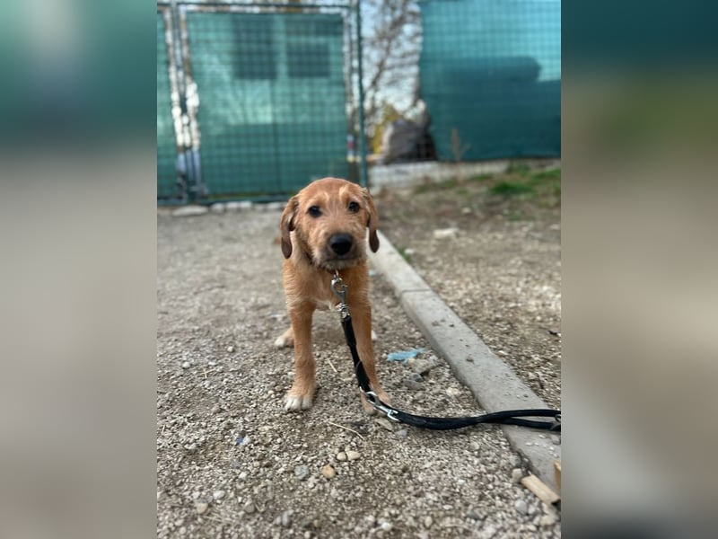 Welpe PANCHO - ich freue mich darauf, mit meinen Menschen die Welt zu entdecken!