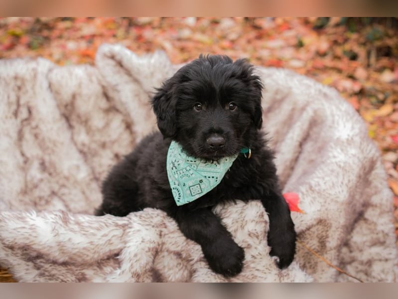 Welpe  Chip-Nr. 257133 - das goldige Kerlchen sucht ein liebes Für-Immer Zuhause!