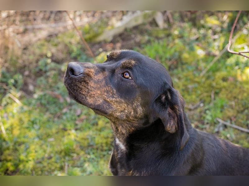 Chip-Nr. 181477 - das hübsche Hundemädchen sucht Menschen, die mit ihr kuscheln und lernen