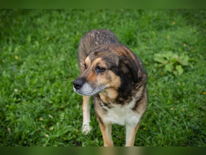 CASIMIR - der lustige, zufriedene und lernwillige ältere Rüde freut sich auf seine eigene Familie