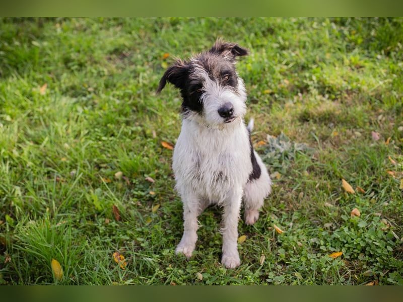 Name: Chip-Nr. 214352 - ich träume von einem eigenen Zuhause bei lieben Menschen! Name: Chip-Nr. 214352 - ich träume von einem eigenen Zuhause bei lieben Menschen!