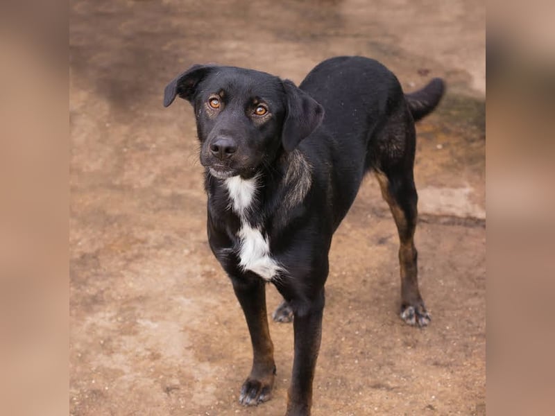 GWEN - die liebe, noch etwas schüchterne Hündin, möchte gerne Zweithund sein