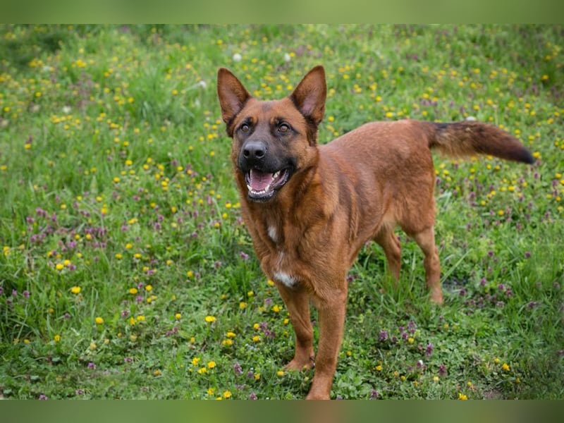 JONES - der hübsche Rüde sucht ein tolles Für-Immer Zuhause