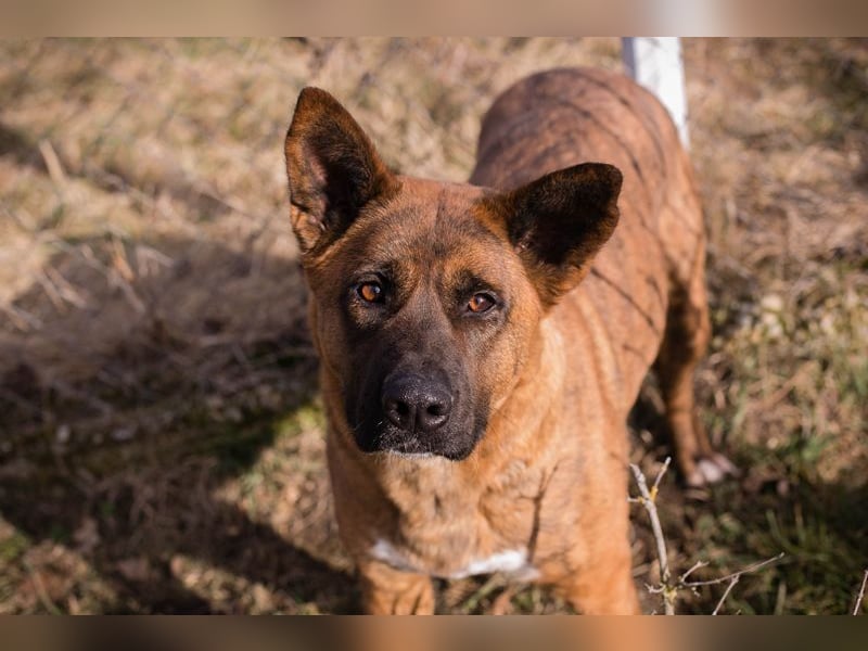 CARDI - die aktive, soziale und verspielte Hündin möchte ein Teil DEINER Familie sein!