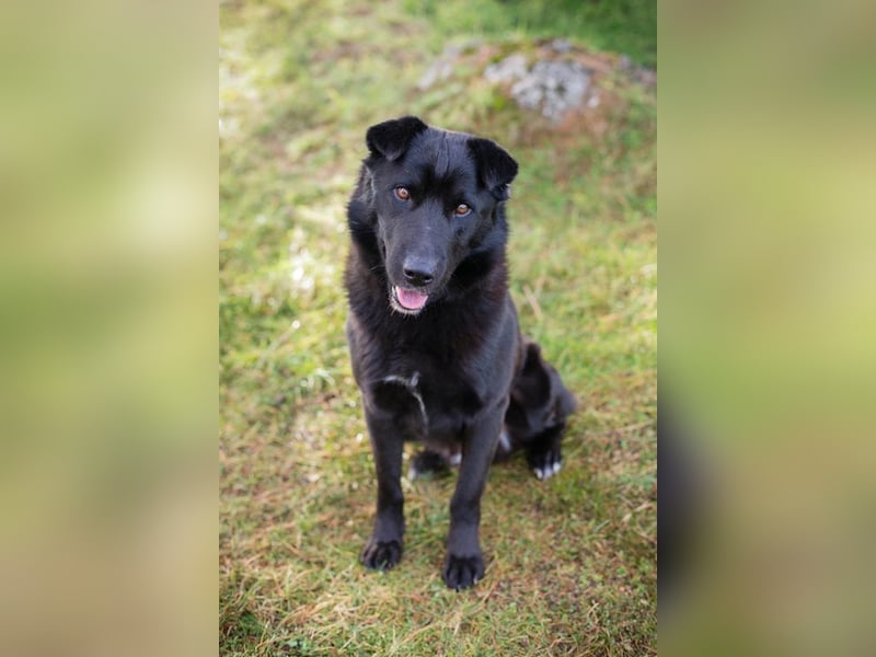 DUSTY - der aufgeschlossene und freundliche Rüde freut sich auf ein tolles Für-Immer Zuhause