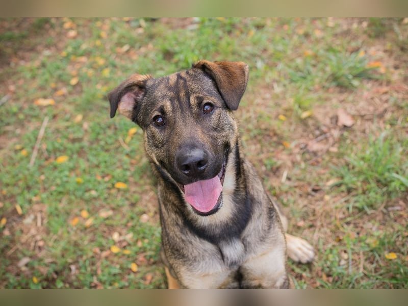 DOBBY - der aktive und verspielte Rüde möchte mit seinen Menschen spielen, toben, lernen..