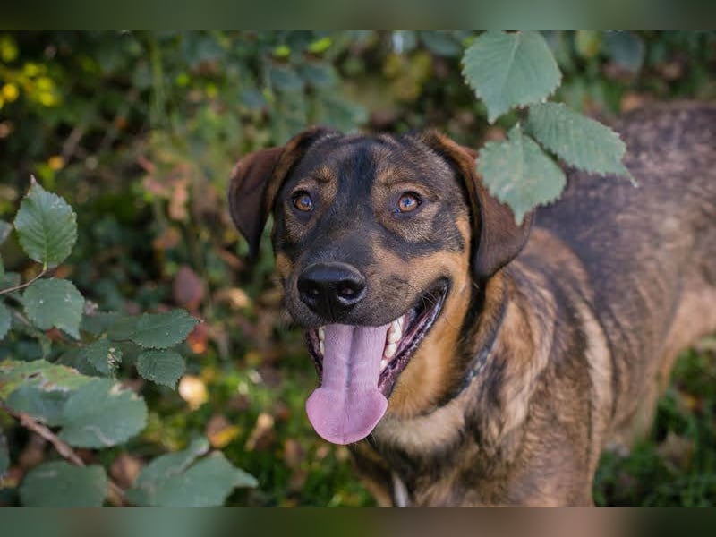 FREDDY - der liebe Rüde mag Menschen und Artgenossen sehr und liebt es, Ball zu spielen