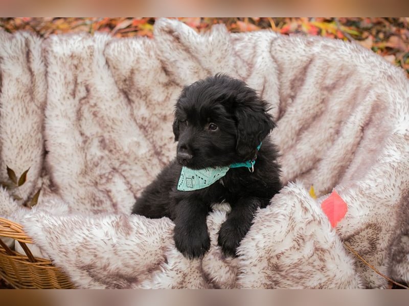 Welpe  Chip-Nr. 257133 - das goldige Kerlchen sucht ein liebes Für-Immer Zuhause!