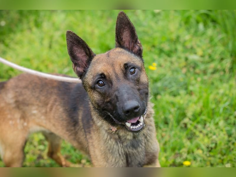 KARLSON - der aufgeschlossene und neugierige Rüde freut sich auf Menschen mit Führungsqualitäten