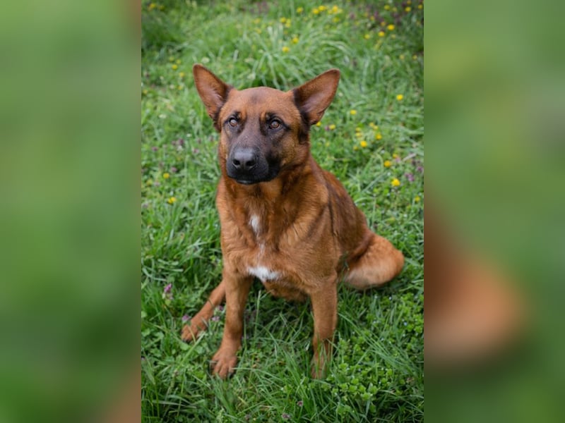 JONES - der hübsche Rüde sucht ein tolles Für-Immer Zuhause