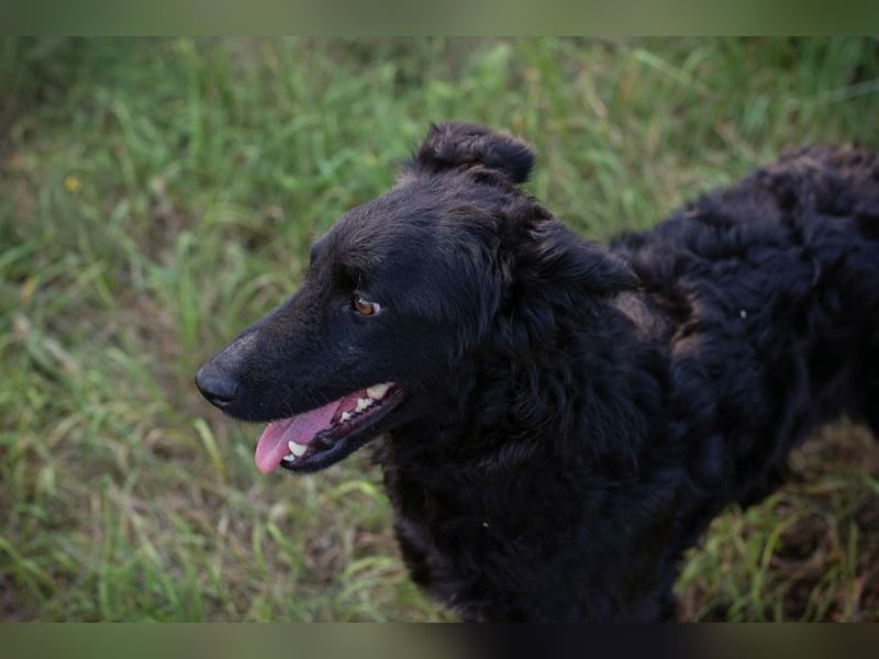 KESHA - die hübsche Maus träumt von einem glücklichen Hundeleben bei ihrer Familie