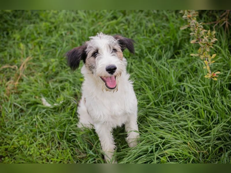 Welpe LENNY - dieses goldige Kerlchen sucht ein kuscheliges Plätzchen