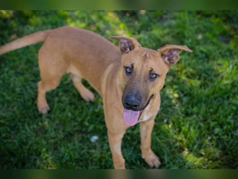 DJEGO - der aktive und verspielte junge Rüde freut sich auf eine eigene Familie