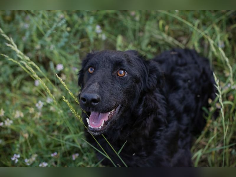 KESHA - die hübsche Maus träumt von einem glücklichen Hundeleben bei ihrer Familie