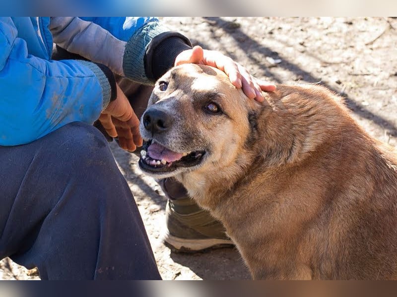 JARO - wer schenkt dem lieben Rüden ein tolles Zuhause?