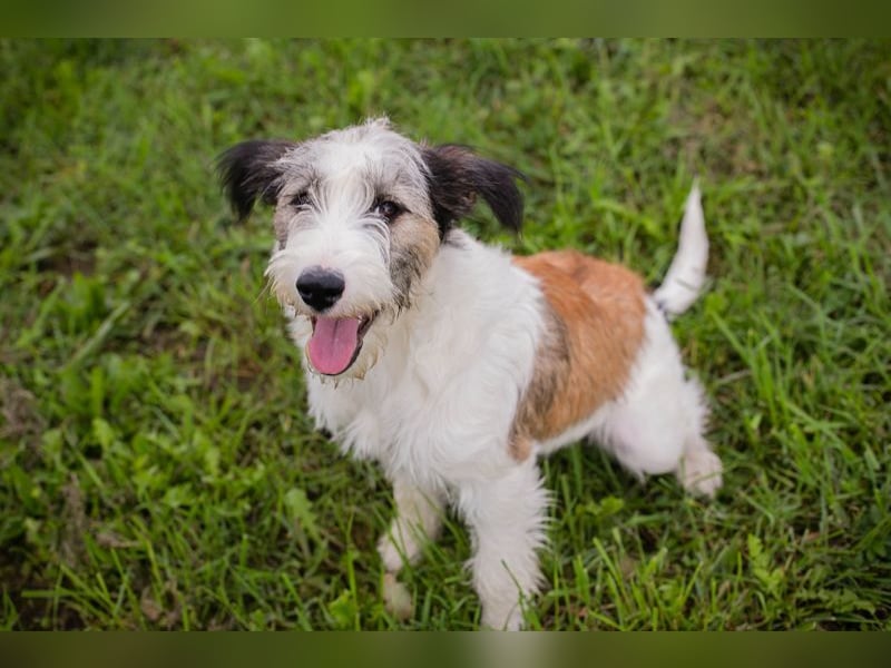 Welpe LENNY - dieses goldige Kerlchen sucht ein kuscheliges Plätzchen