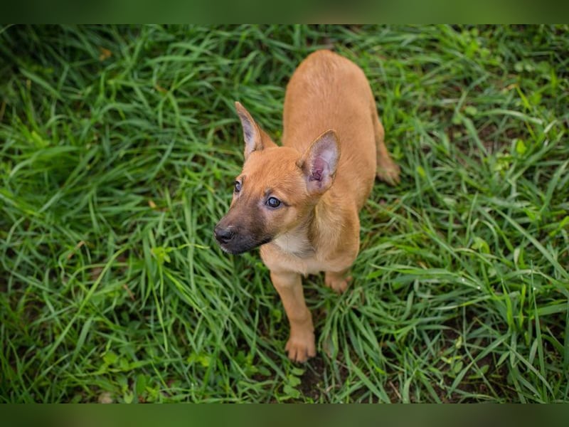 Welpe CLEO - ich bringe eine große Portion Leben und Frohsinn in euer Zuhause!
