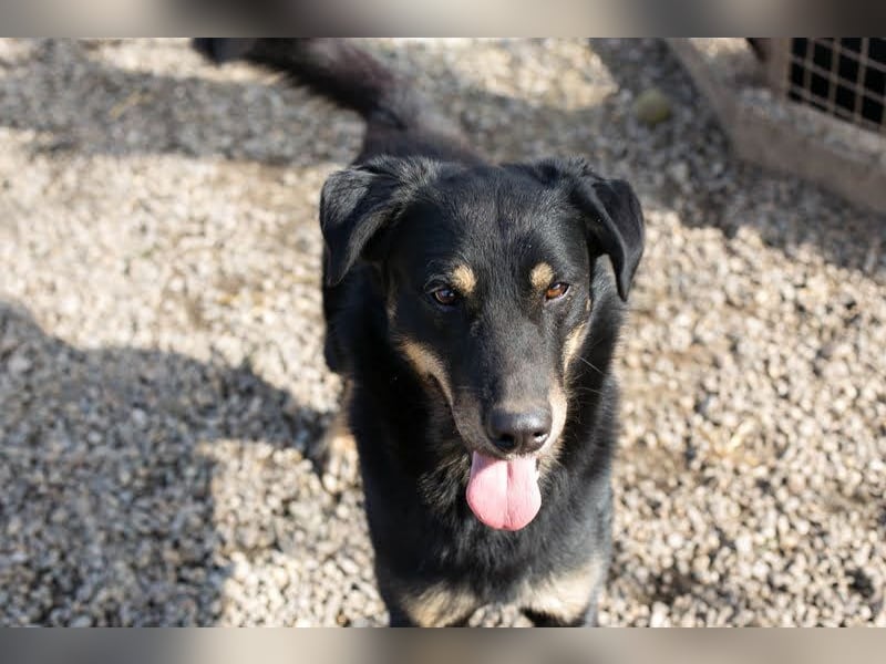 EMO - der zurückhaltende, liebe Rüde mag Spaziergänge und sucht eine hundeerfahrene Familie