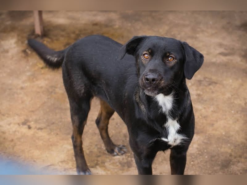 GWEN - die liebe, noch etwas schüchterne Hündin, möchte gerne Zweithund sein