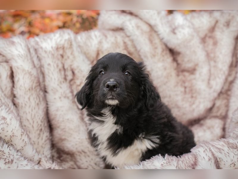 Welpe Chip-Nr. 255510 - der kleine Mann freut sich darauf, mit seinen Menschen die Welt zu entdecken