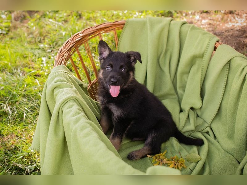Welpe GUFI - Hallo, hier bin ich! Darf ich bei dir einziehen?