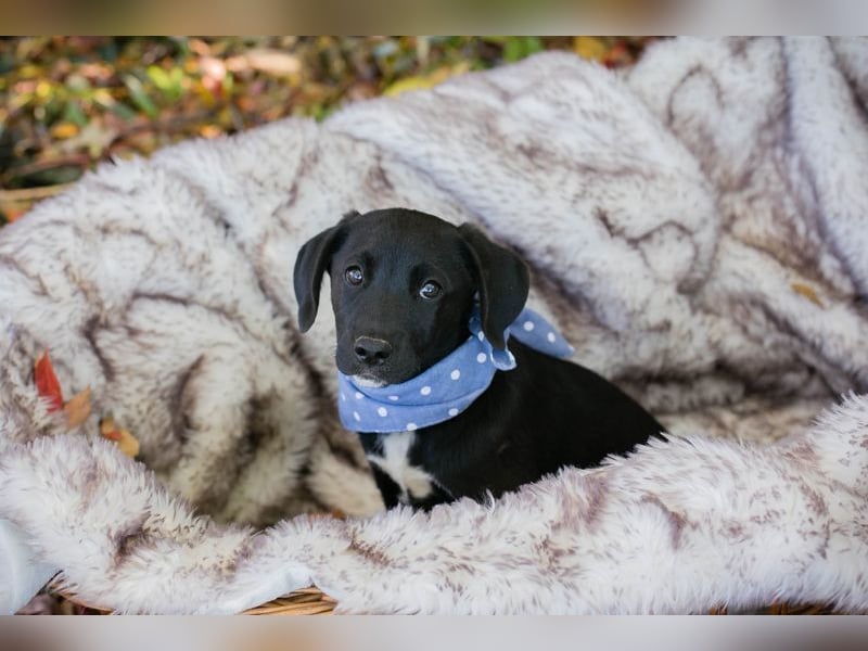 Welpe MERLIN - wenn ich groß bin möchte ich ein richtiger Familienhund sein!
