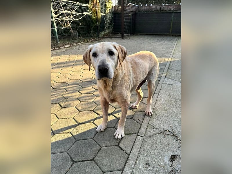 LUDWIG - vom Leben gezeichnet suche ich ein liebevolles Zuhause bei tollen Menschen... LUDWIG - vom Leben gezeichnet suche ich ein liebevolles Zuhause bei tollen Menschen...