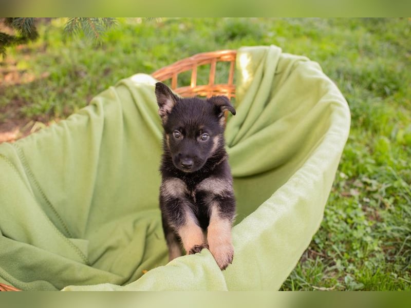Welpe GUFI - Hallo, hier bin ich! Darf ich bei dir einziehen?